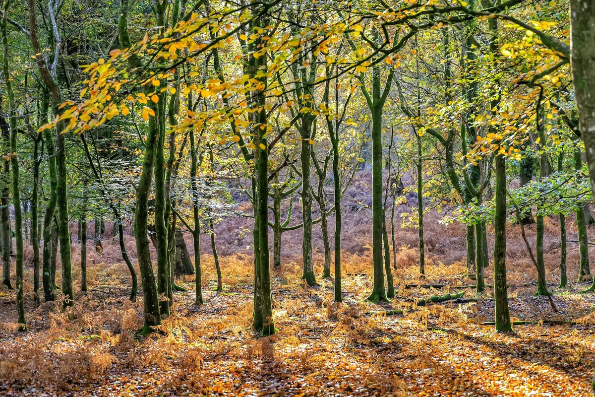 Fall Travel England.webp