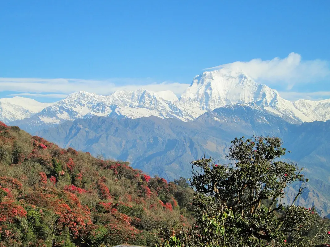 Himalayas.webp