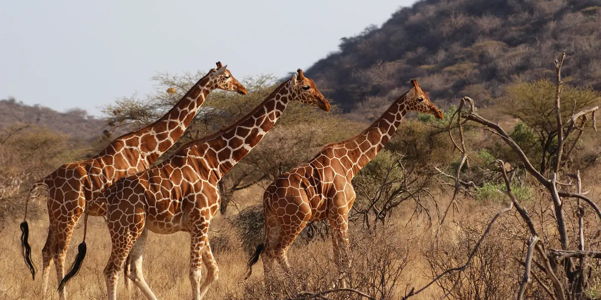Holiday Works Safaris.webp