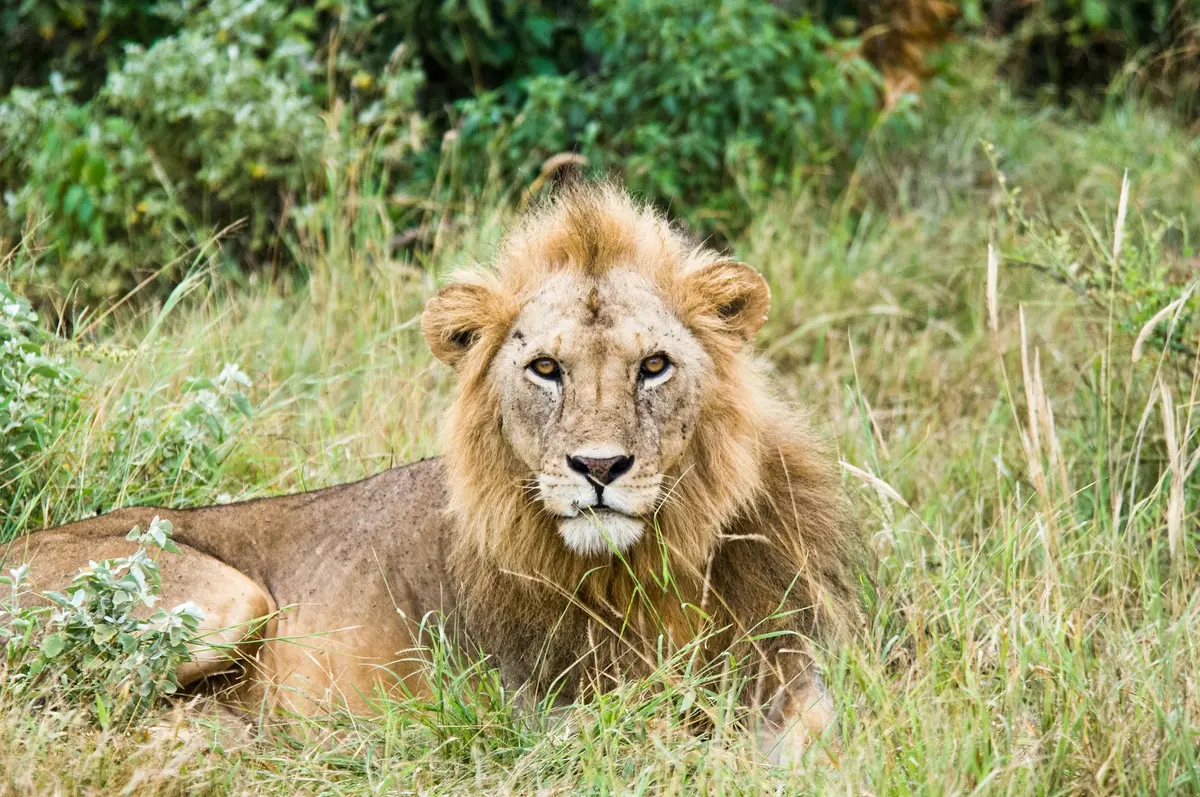 kenya Lion safaris.webp
