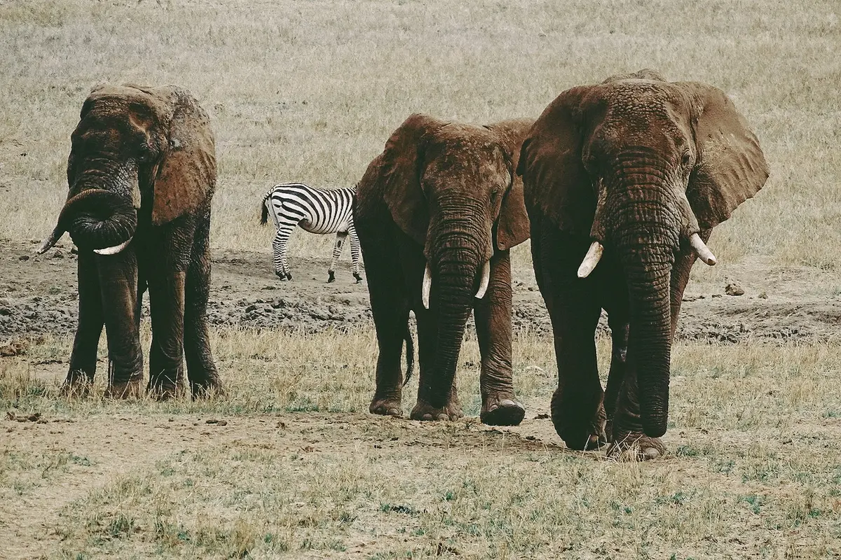 kenya Safaris.webp