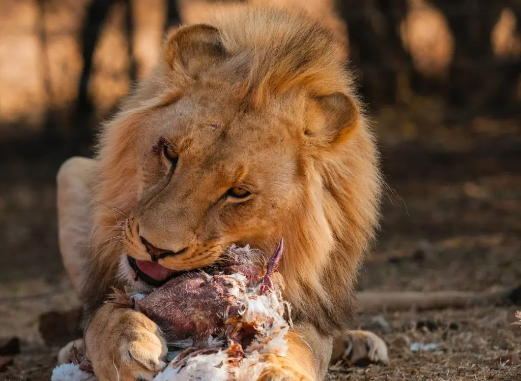 Kenyan Safaris.webp