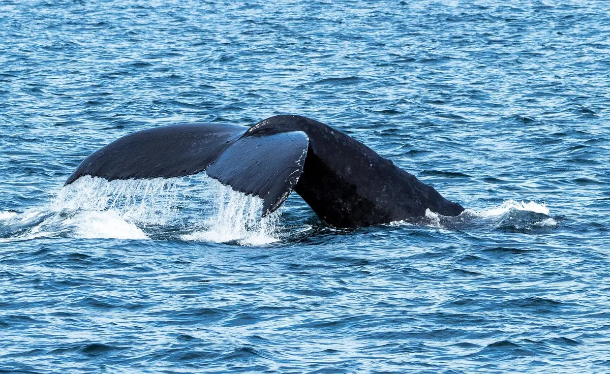 Majestic Whale.webp