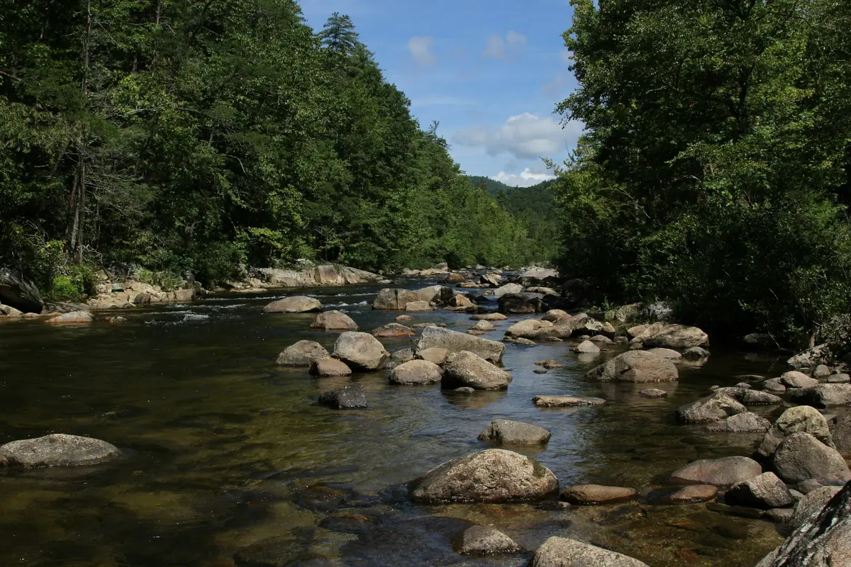 North Carolina Nature.webp
