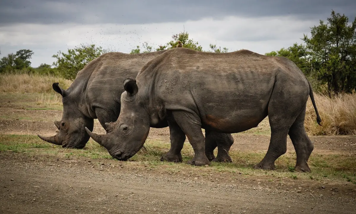 The Wildlife Travel Niche: A Guide to Planning Ethical and Unforgettable Journeys in Eco-Tourism