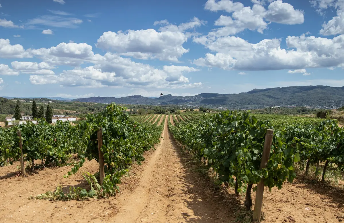 Spanish Vineyards1.webp