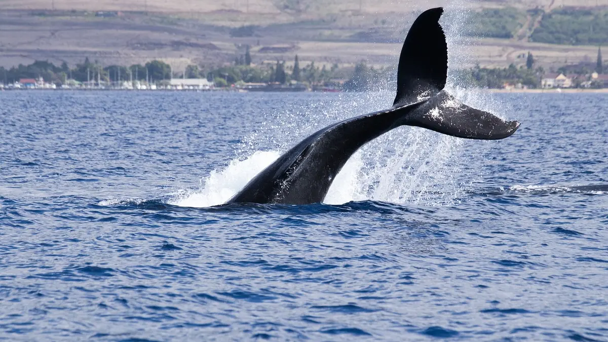 whale watching.webp