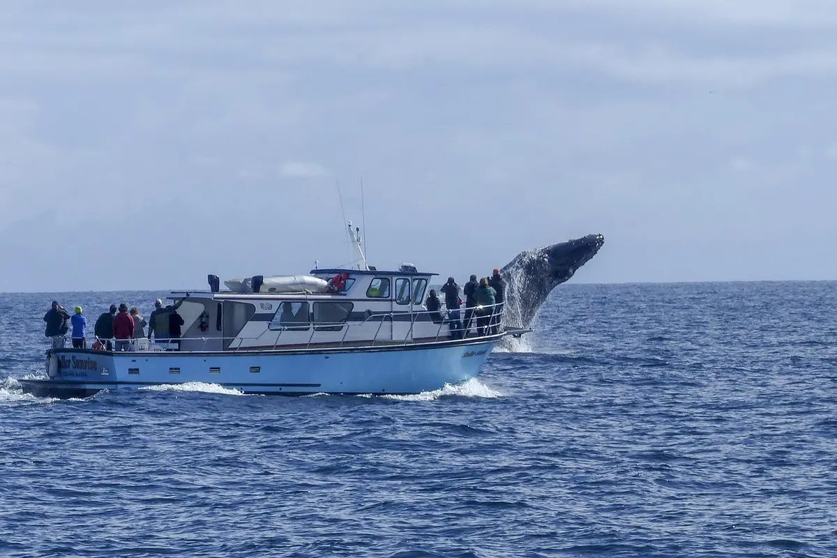 Whale Watching.webp