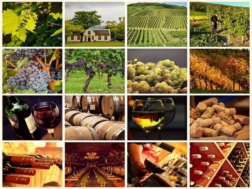 Wine tours.webp