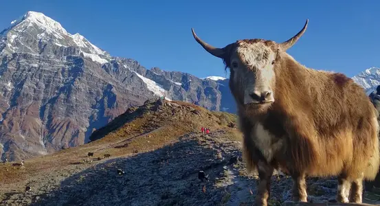Nepal 2.webp