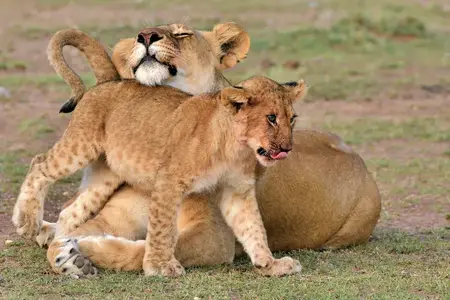 Family Safari Holidays.webp