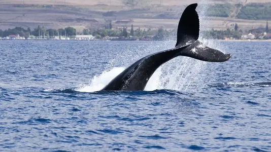 whale watching.webp