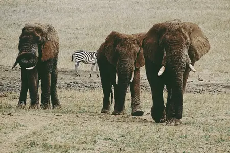 kenya Safaris.webp