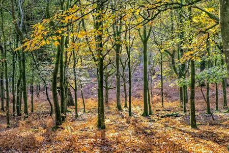 Fall Travel England.webp