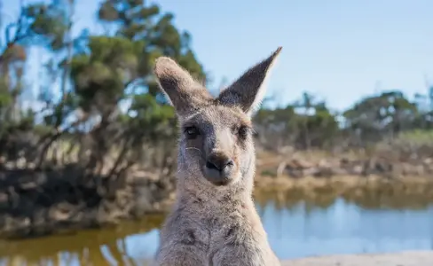 Australia Wildlife.webp
